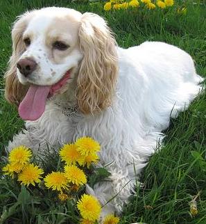 Cocker Spaniel